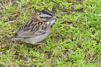 Zonotrichia capensis